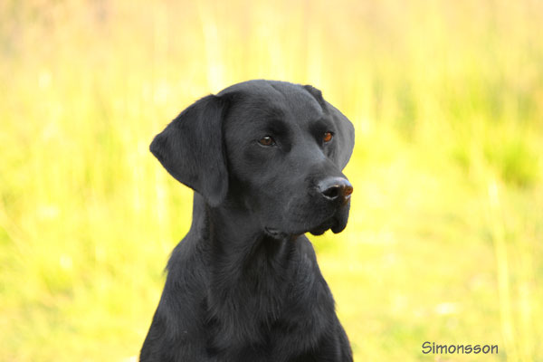 Minnows kennel, Labrador Retriever